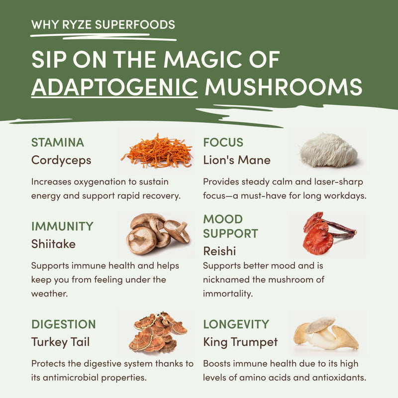 RYZE Mushroom Matcha — Organic Instant Matcha Latte with Lion's Mane \u0026 King Trumpet 30 Servings